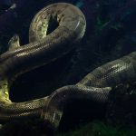 Confirman una cuarta especie de anaconda en Sudamérica