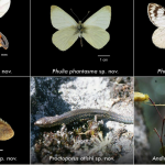 Reportan descubrimiento de seis nuevas especies de flora y fauna en el Perú