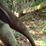 Perú: estudio revela la presencia de 150 especies y más de mil corredores de conectividad en áreas impactadas por minería en Madre de Dios