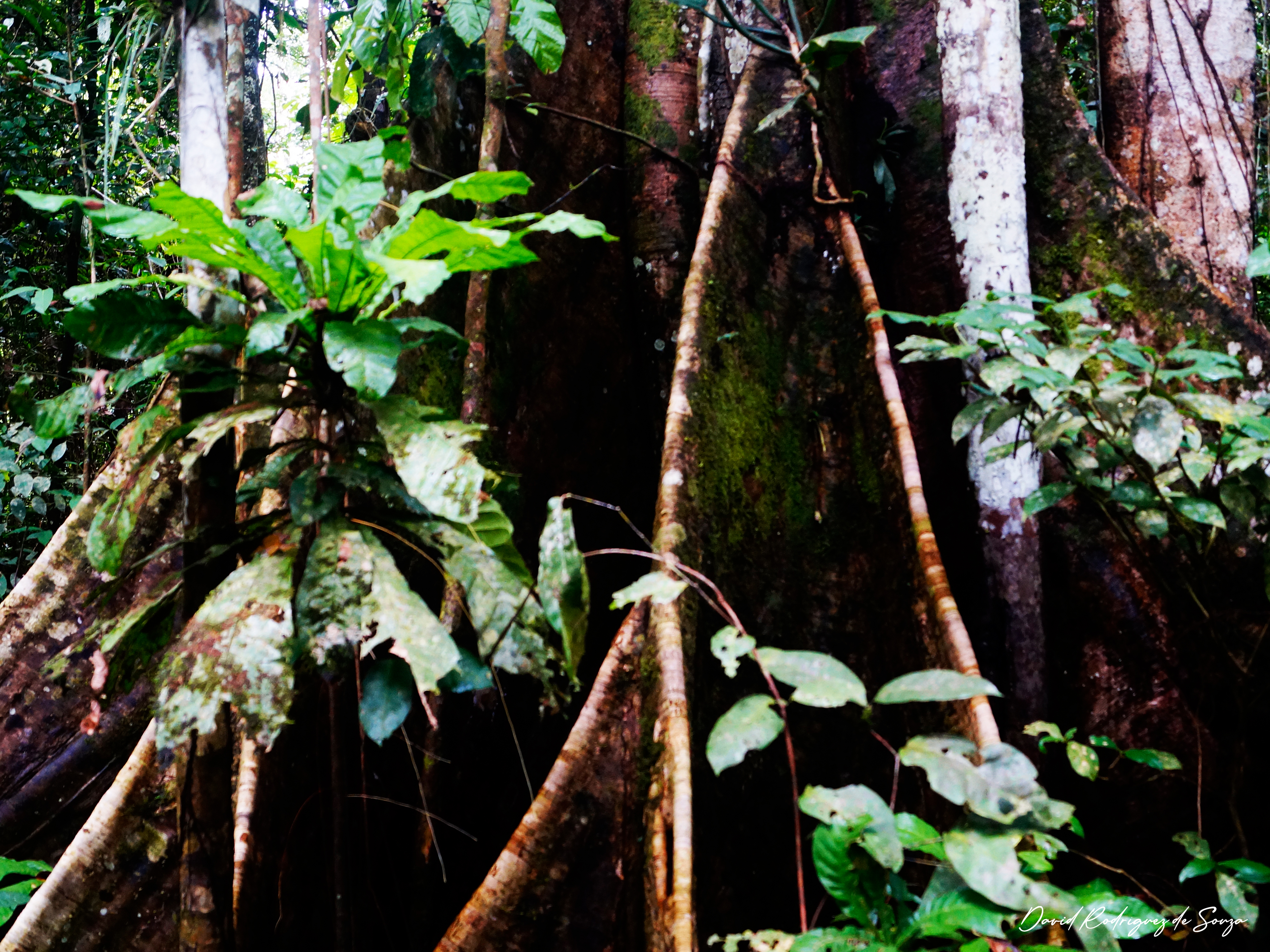 pacaya samiria adventure – selva