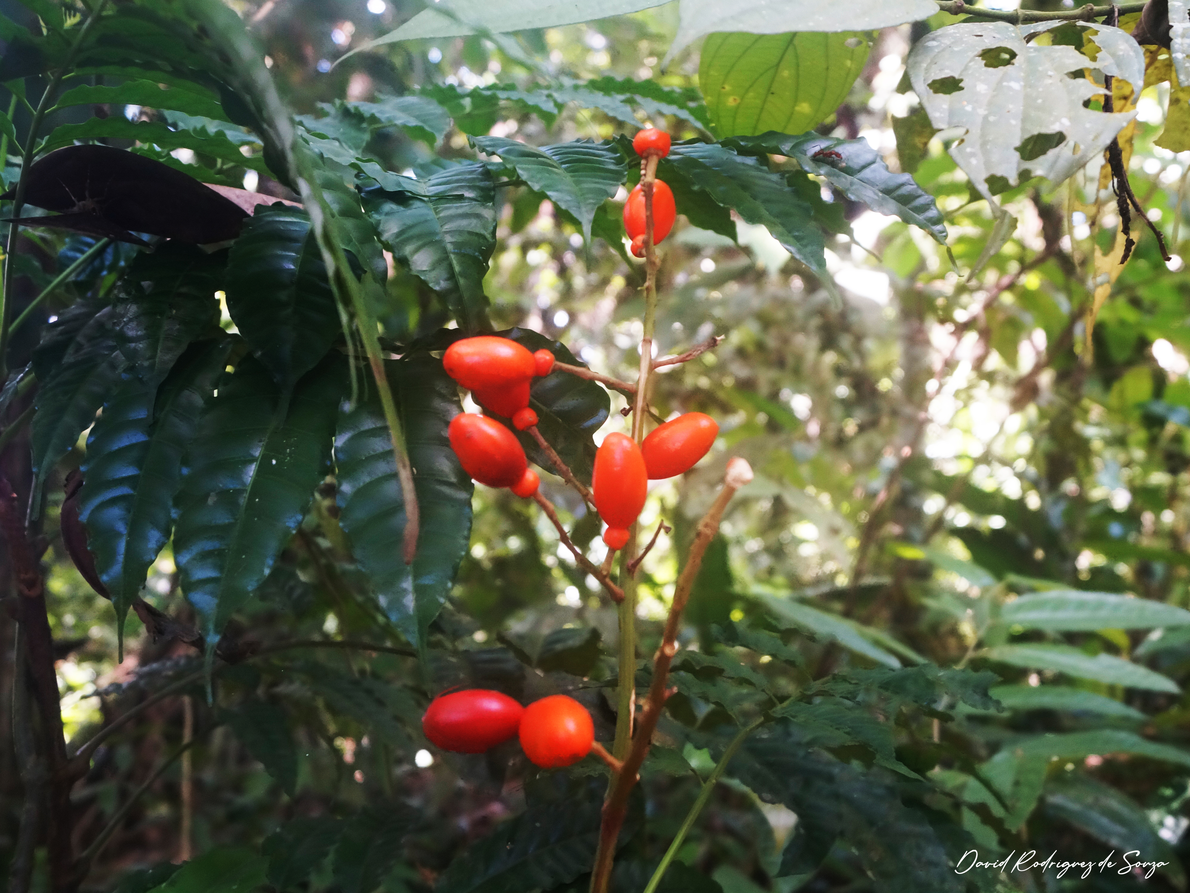 pacaya samiria expeditions – plantas medicinales