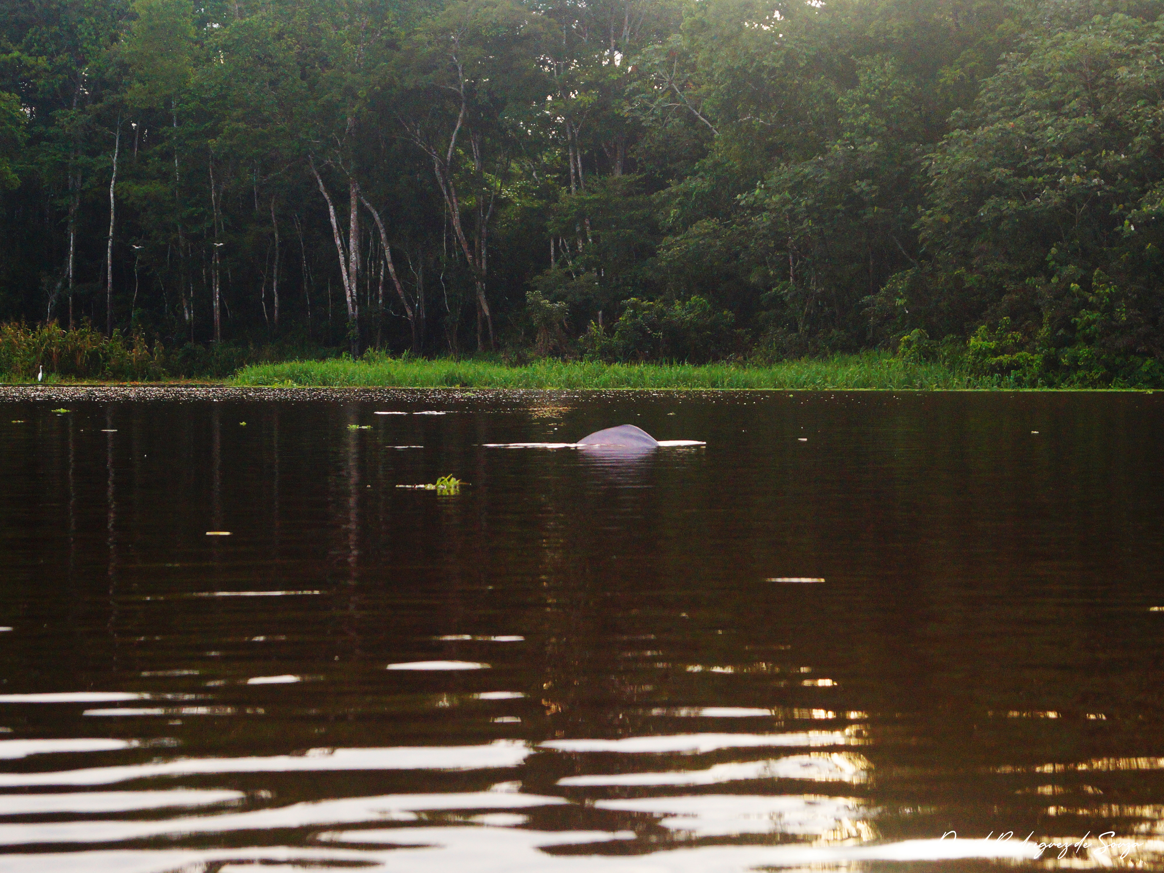 pacaya samiria mágico – delfín rosado