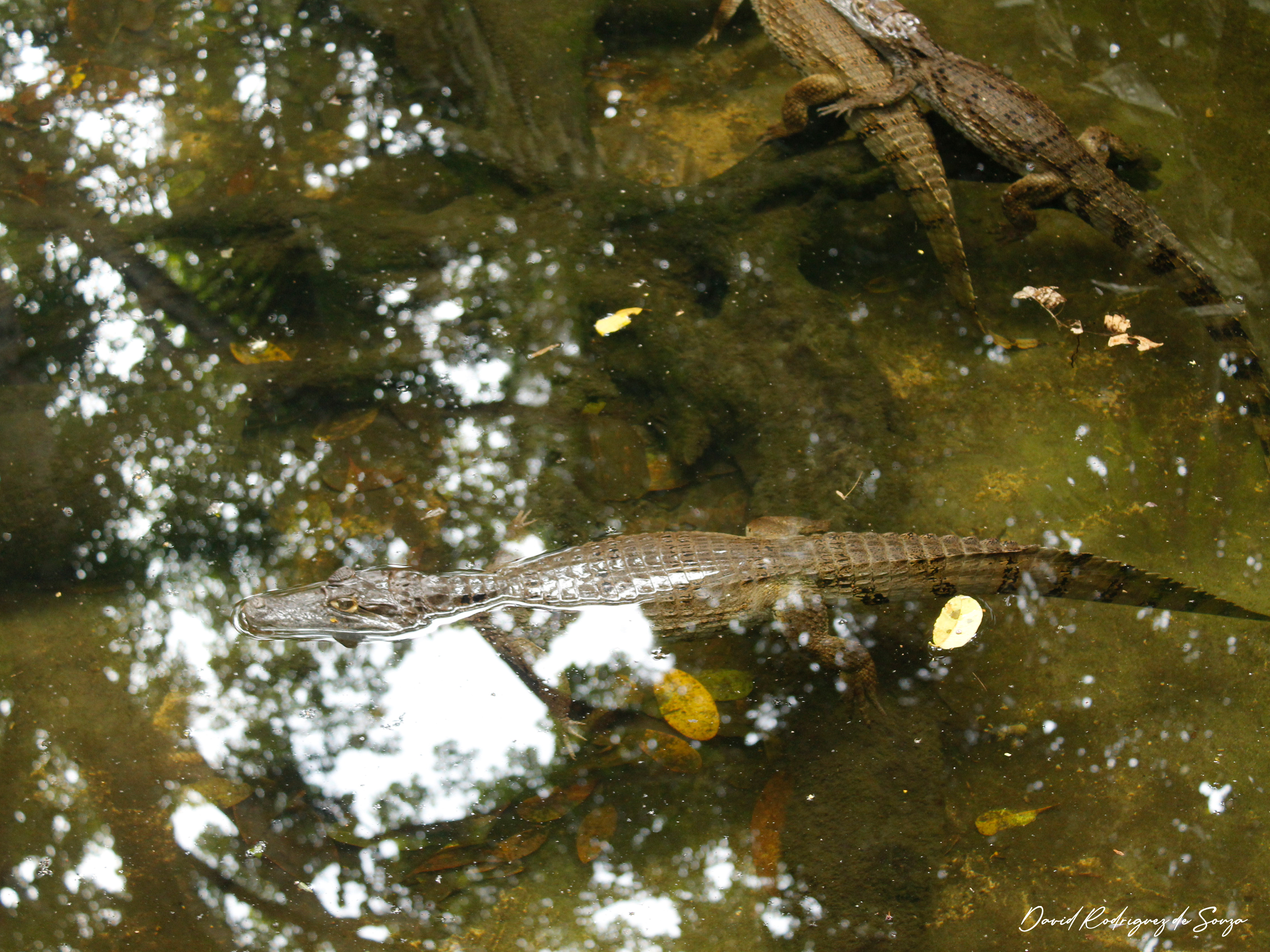 selva de los espejos – caimanes