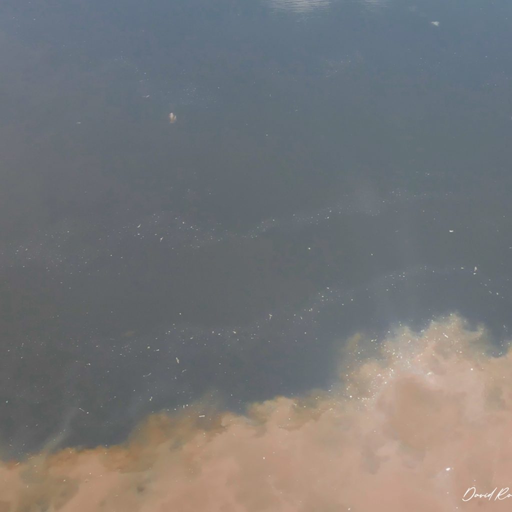 Pacaya-samiria-explorer-delfines-rosados