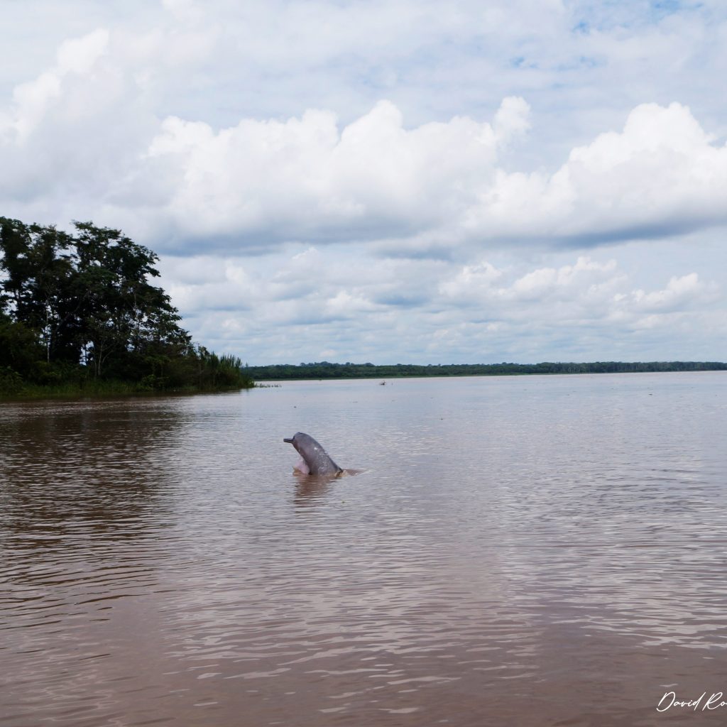el-dorado-delfin-rosado