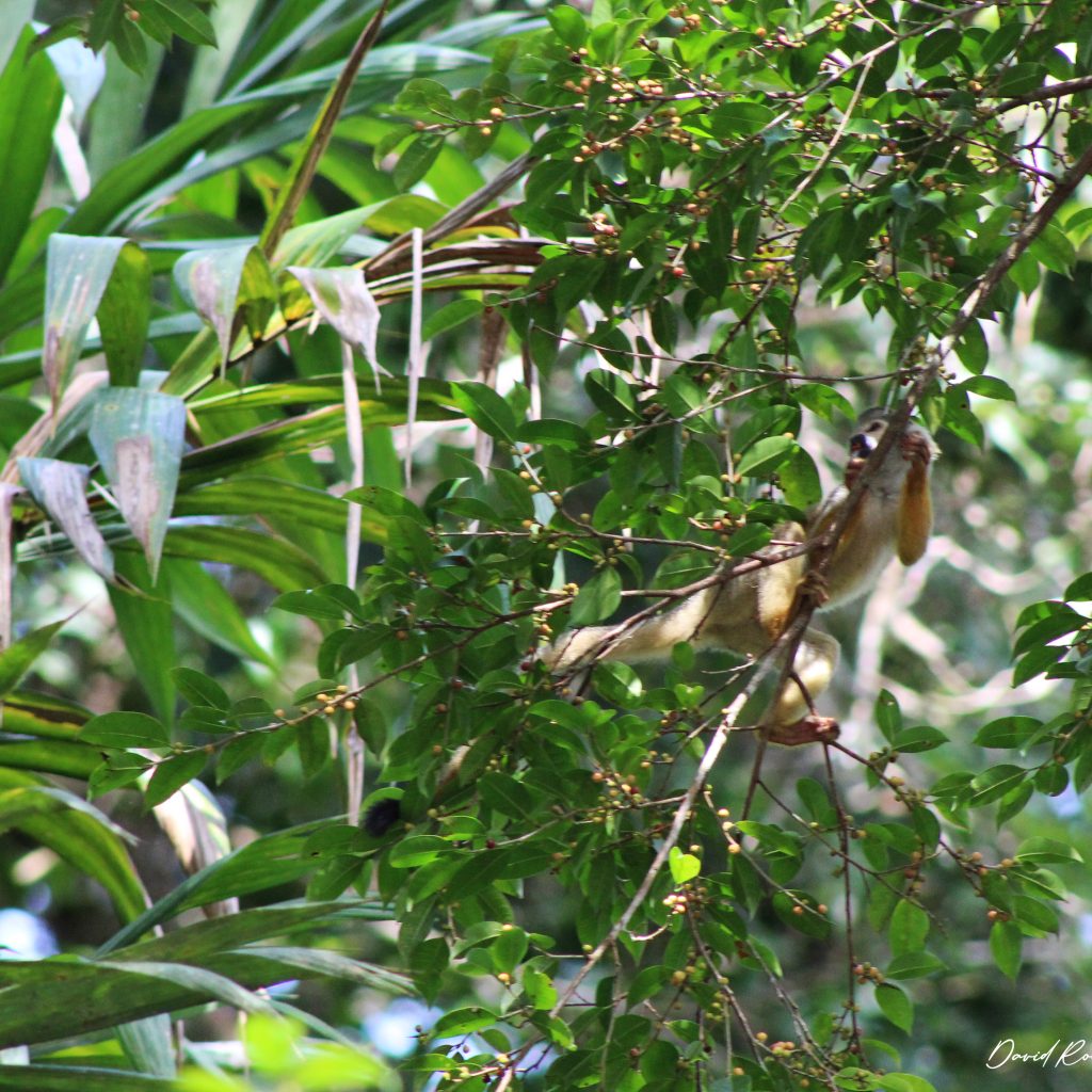 el-dorado-monos-frailes