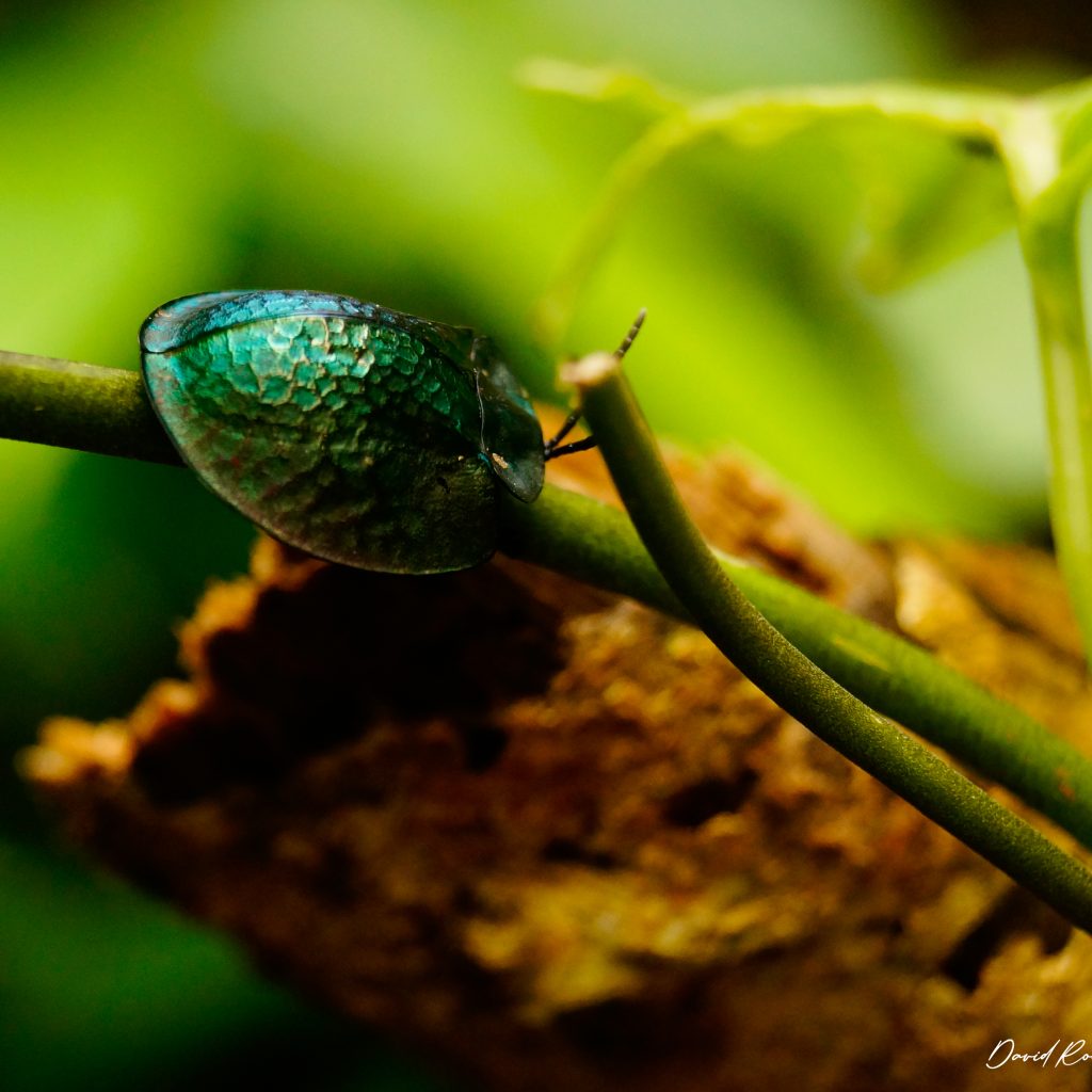 pacaya-samiria-adventure-explorando-1024x1024