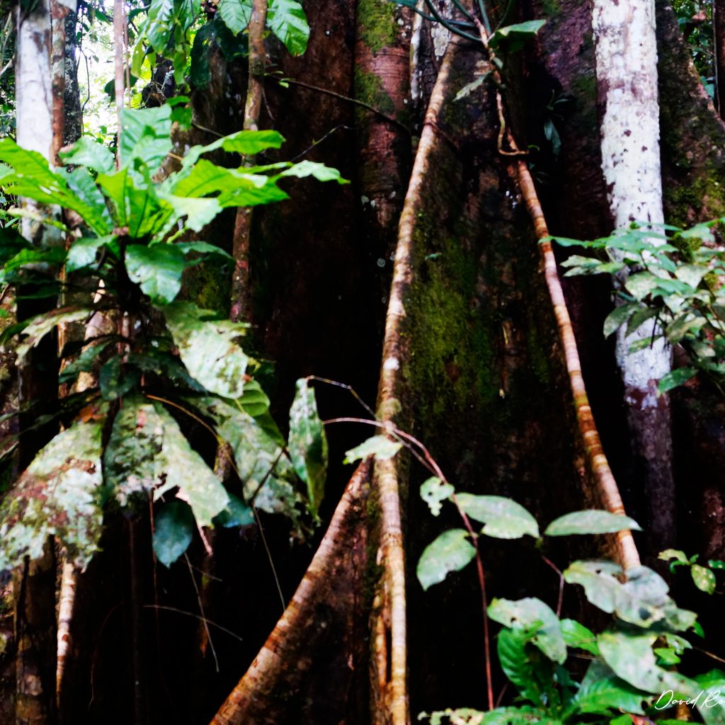 pacaya-samiria-adventure-selva-1024x1024