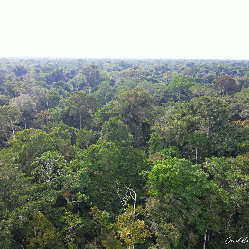 pacaya-samiria-explorer-selva