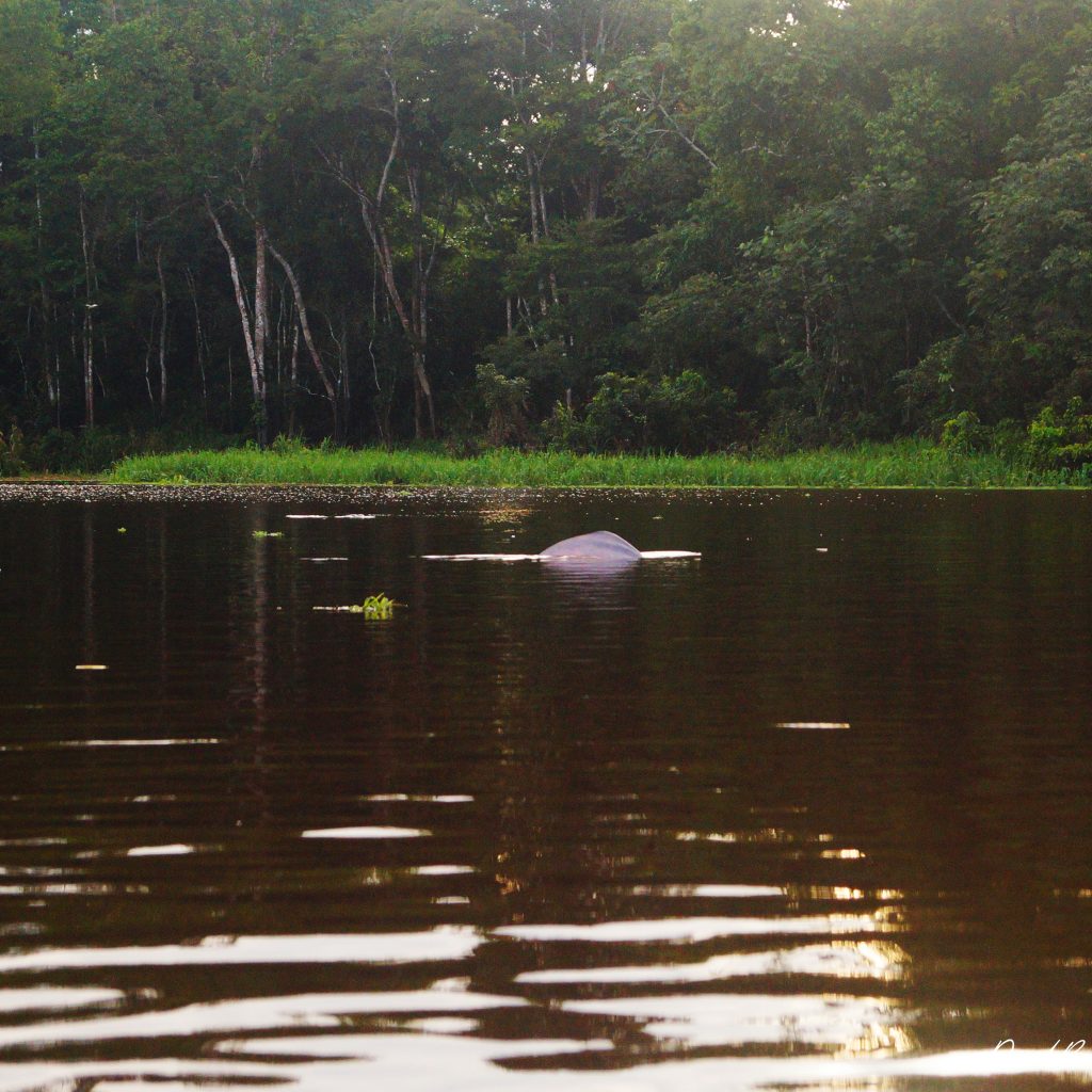 pacaya-samiria-magico-delfin-rosado