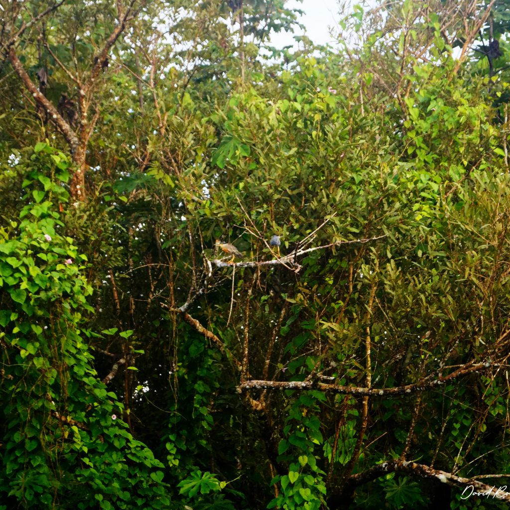 pacaya-samiria-magico-garzas