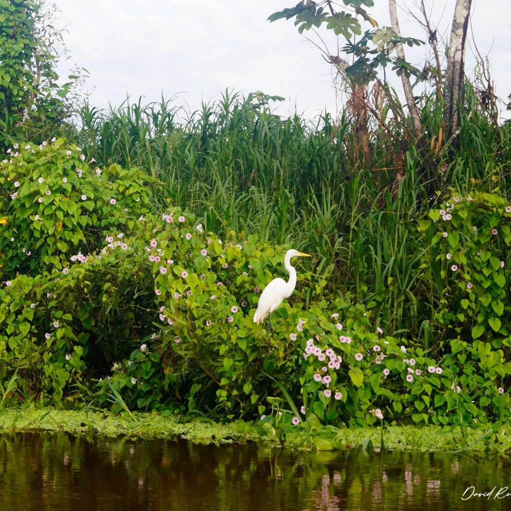 pcaya-samiria-magico-garza-blanca
