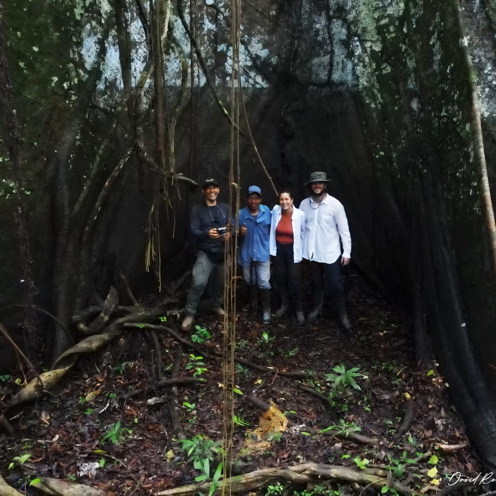 selva-de-los-espejos-arboles-gigantes