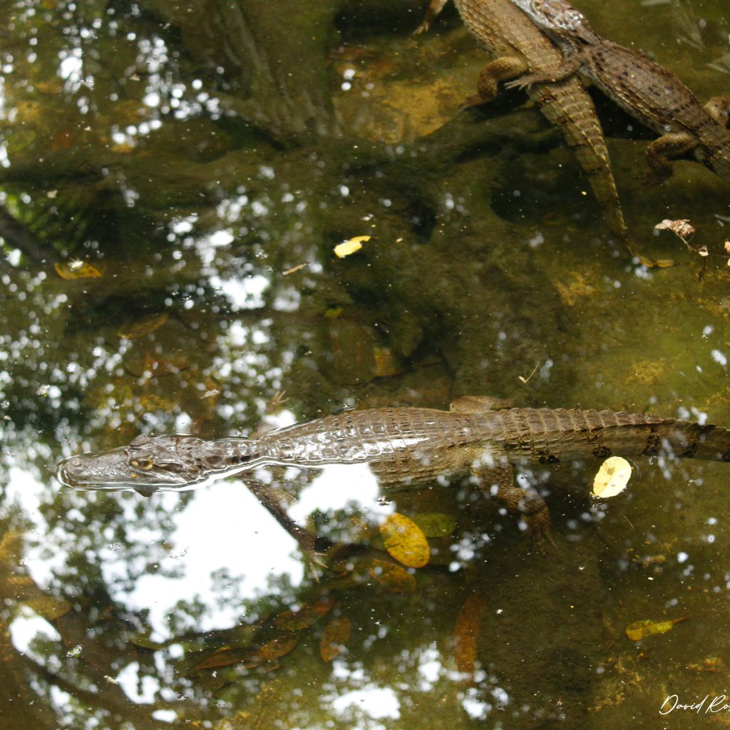selva-de-los-espejos-caimanes