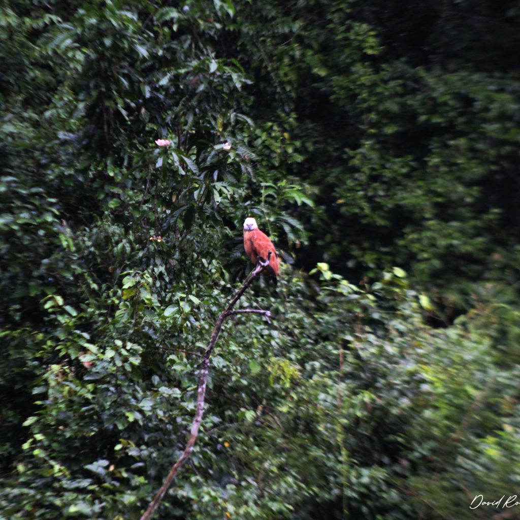 selva-de-los-espejos-mama-vieja