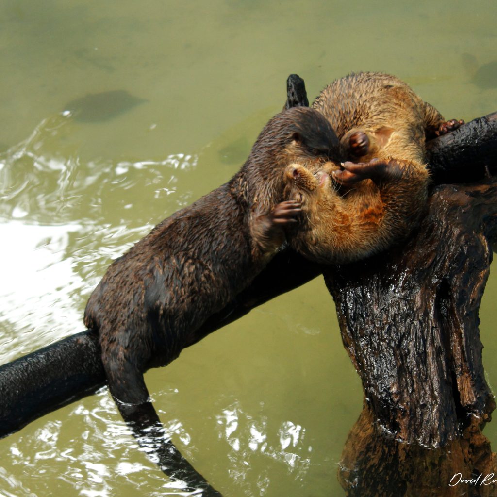 selva-de-los-espejos-nutrias-de-rio