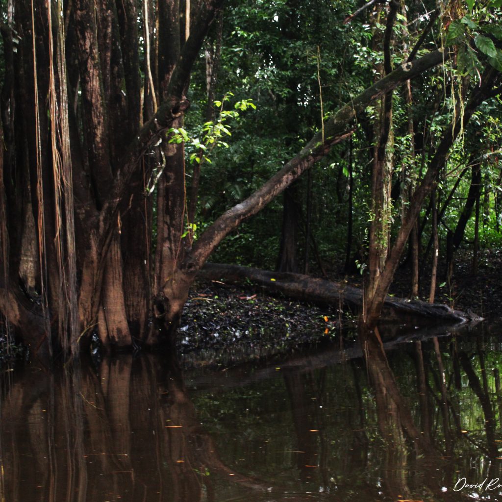 selva-de-los-espejos-orilla-de-rio