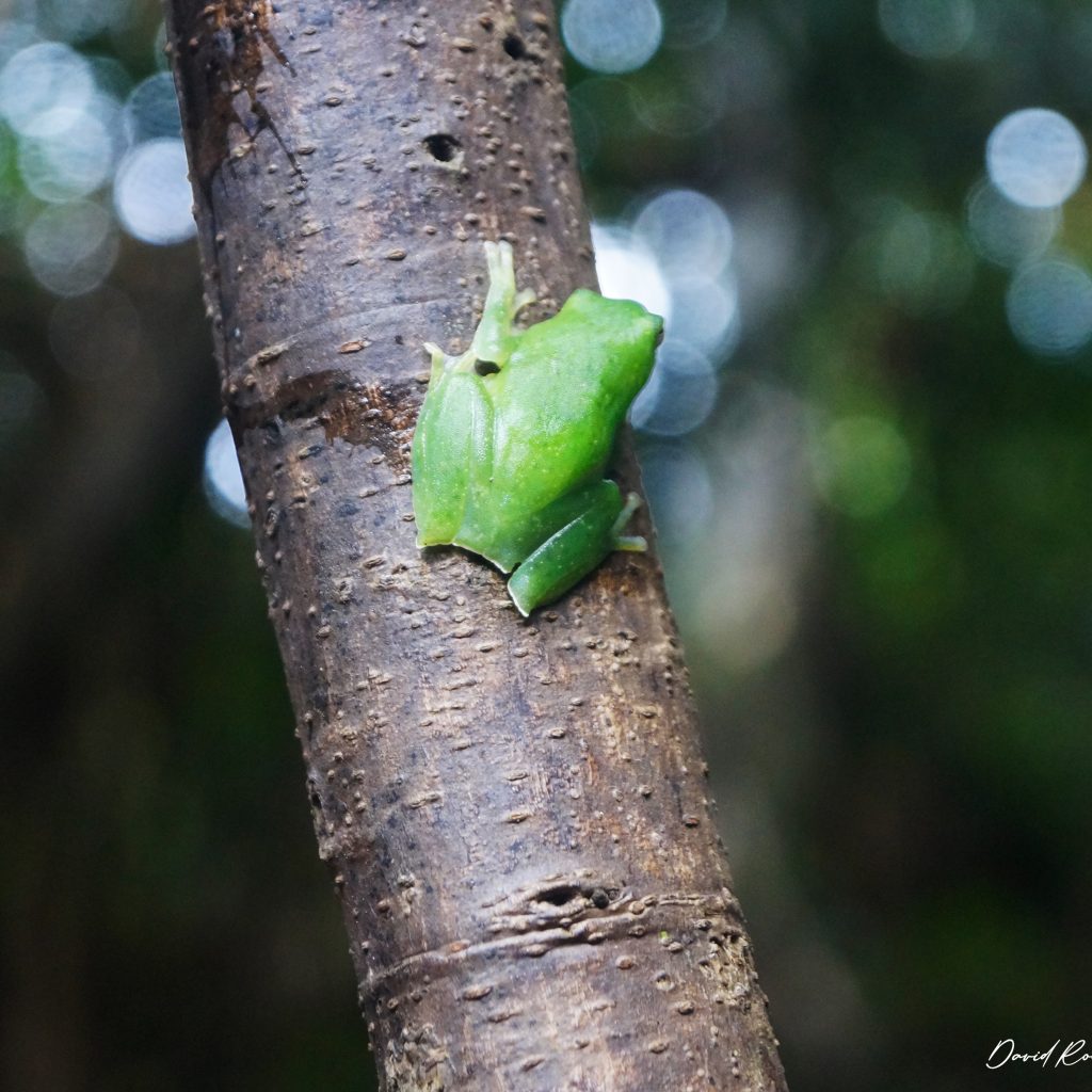 selva-de-los-espejos-rana-de-cristal
